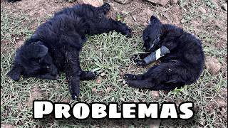 Los Cachorros de LOBO con Parvovirus!!