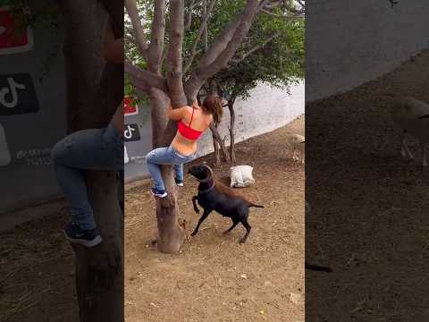 Animals funny video 😂. #viral #funny