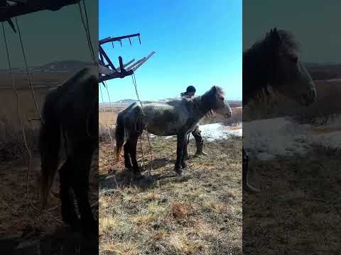 Бұл ат көтерем болған #атбазар #horse #reels