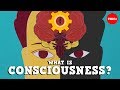 Understanding Consciousness and Brain Function