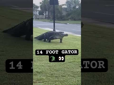 Massive Florida Gator 🐊 (Space Coast) #wild #survival #alligator #shtf #gatorhunt #floridaman