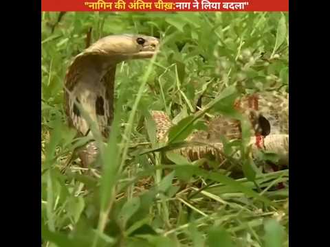 नागिन की अंतिम चीख़😢:नाग ने लिया बदला😡 #shorts #shortvideo #shortsfeed