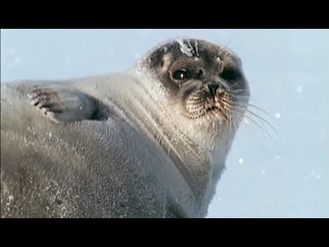 Pregnant Polar Bear hunts seals Animals: The Inside Story BBC