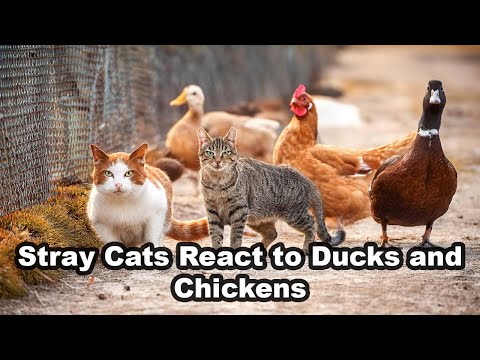 Stray Cats React to Ducks and Chickens – Too Cute to Miss!