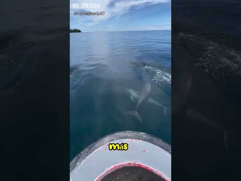 "¡Acción heroica! Un pescador rescata a una cría de delfín de una red de pesca."