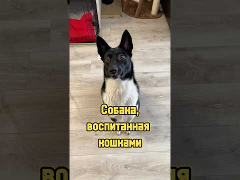 Собака, воспитанная кошками 🐕 #питомцы #собака #котики #щенок #кошка