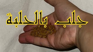 جلب الحبيب بالحلبة سوف يعود ولو بعد طلاق وفراق وخصام طويل يأتي وهو نادم وطالب راغب فيك
