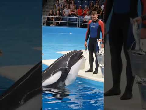orca bhi mar gya#fish #orca #jassica #dolphin