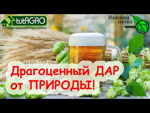 Любая рассада станет красивой! Вместо дорогих удобрений и подкормок одно дешевое средство