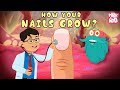 Understanding Nail Anatomy and Care