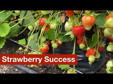 Gradual Success with Strawberries