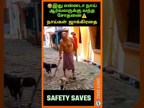 🤣இது என்னடா நாய் ஆர்வலருக்கு வந்த சோதனை⚠️|🐕நாய்கள் ஜாக்கிரதை🐈|🎥Safety Saves⚠️| #shortsfeed