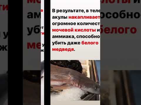Мясо акулы опасно 🦈