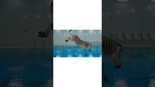 ABC Animals W–Z 🐺🦓 | Animal Sounds & Names | Diving into Water 💦 #shorts