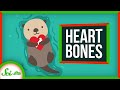 Otters' Cardiac Anatomy and Adaptations