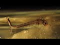 Ecosystem Energy and Food Chains