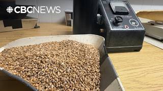 YouTube video thumbnail: P.E.I. Farmers Concerned About Soggy Crops Amid Rainy Harvest Season