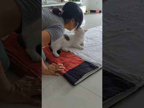 this girl rescue a poor kitten and she is decided to adopt it 🥰 #kittenrescue #rescuecatsrock