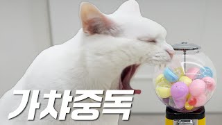 가챠에 중독된 고양이 | 고양이산책