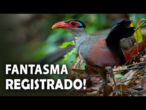 JACU-ESTALO-DE-BICO-VERMELHO: O Pássaro Fantasma da Amazônia!