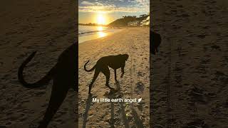 Great Danes are the best dogs