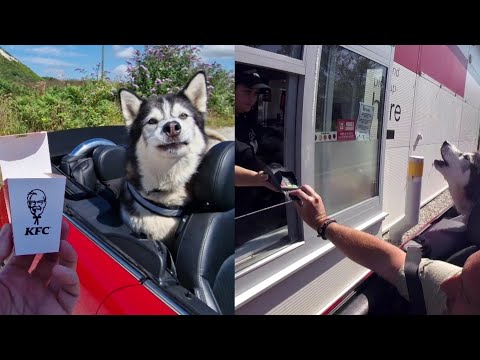 Embarrassing Husky at the KFC Drive Thru