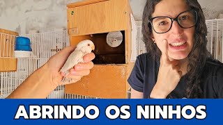 Abrindo TODOS OS NINHOS dos AGAPORNIS  E RETIRANDO FILHOTES + NOVIDADE pro canal