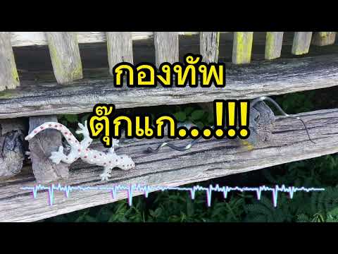 กองทัพตุ๊กแก...!!!