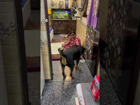 Mera shona bacha bohut samjhdar nazar na lage 🧿🧿🧿🧿 #dogloverforlife #rottweilerpuppy #love