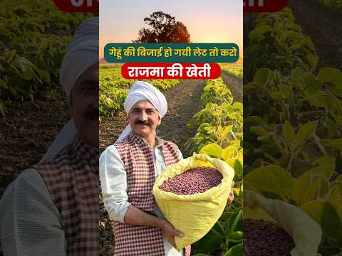 Wheat Farming ❌ Rajma Farming ✅ #Rajmakikheti