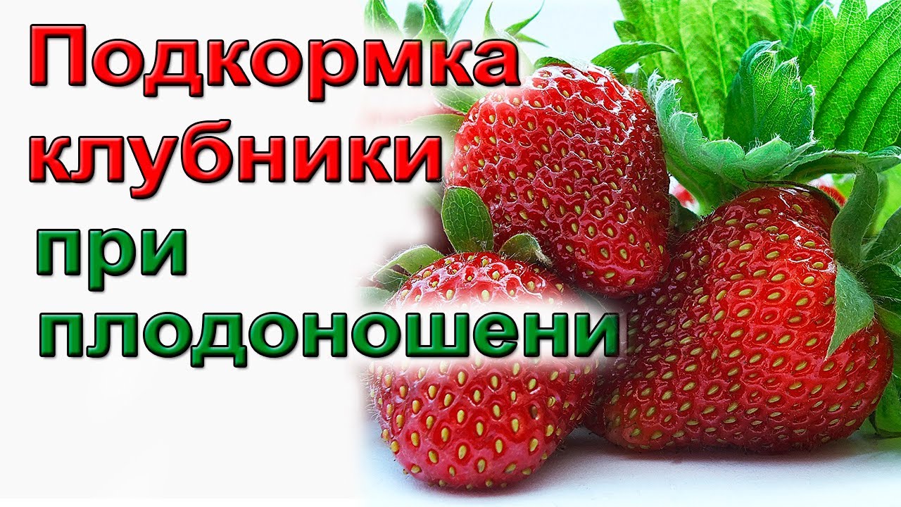 Клубника. Обязательные подкормки при цветении и плодоношении
