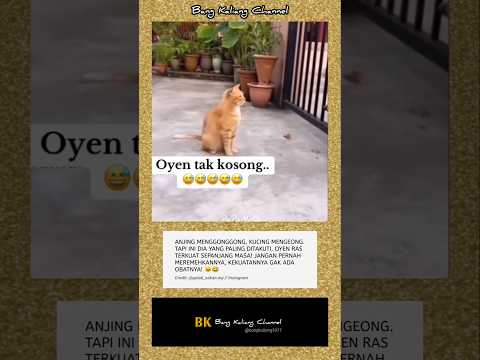 OYEN RAS TERKUAT DI BUMI ๐น #oyen #kucingoyen #viral #lucubanget #anjing #youtubeshorts #kucing #fyp