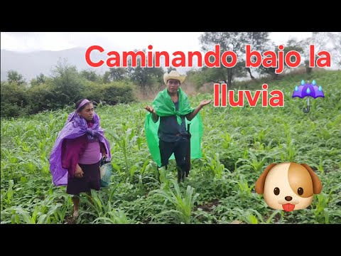 ✅️😃Bajo la lluvia caminamos horas y horas para llegar a nuestra parcela y conseguimos quelites