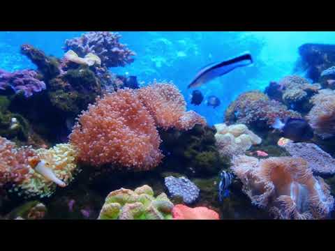 #beauty inside pacific ocean 2022