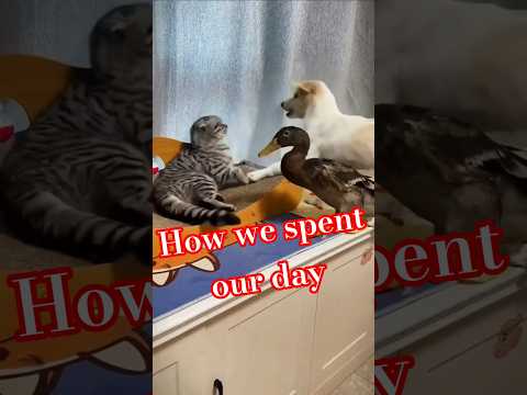 ОЙ СЕГОДНЯ БЫЛО ТАК ВЕСЕЛО 😸😻Но кто-то остался грусным😾 #видосыоткота #funny #shortsvideo