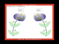 Dihybrid Cross and Genetic Principles