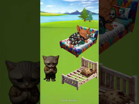every kitty deserves a cozy place to sleep 😿 #shorts #catlovers #cutecat #catvideos