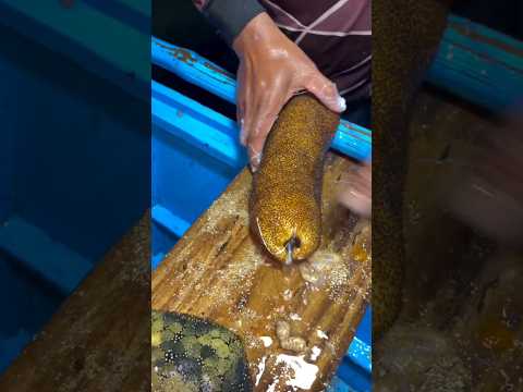 Squeezing the GUTS Out of a Sea Cucumber!