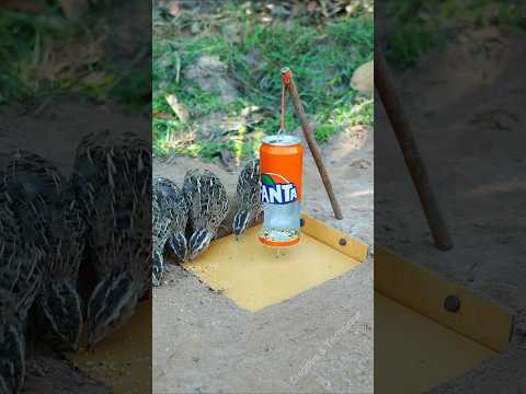 Easy Creative DIY Bird Trap - Quail Trap #simple bird trap #shorts