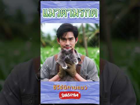 แมวตามรกต  #นิทาน #fantasy #บันเทิง#ไร้สาระ #หักมุม