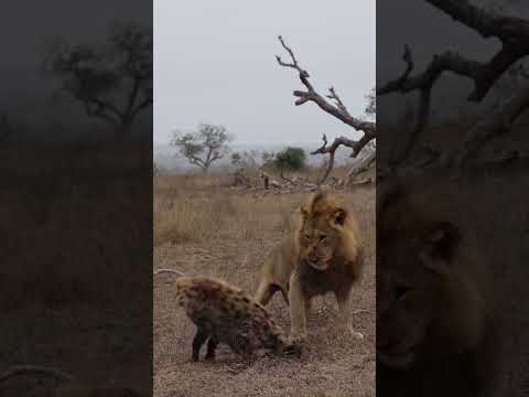 A Teaching Moment Between A Lion And A Spotted Hyena