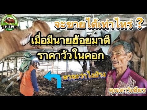 เมื่อนายฮ้อยมาให้ราคาวัวคุุุณตาในคอก!!จะได้ราคาตัวเท่าไหร่และคุณตาจะให้ข้อคิดแบบไหน?