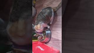 #shortvideo #viralvideo #cute #cat #yummy #food cat