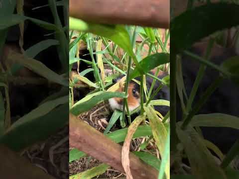 Guinea pigs vs patch of weeds and grass