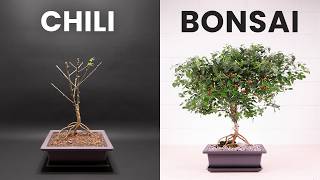 3 Year BONSAI Time-lapse