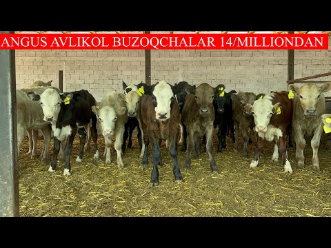 3/LI BOLLARDAN KOTTA BONUS ANGUS AVLIKOL BUZOQCHALARNI 14/MILLOINDAN 😲😲🏃🏃