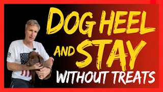 How I Teach My Dog Heel and Stay So Easily!