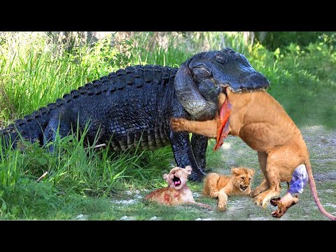 Surrounded By Crocodiles, Mother Lion Risked Her Life Against The Predator To Protect Her Cub