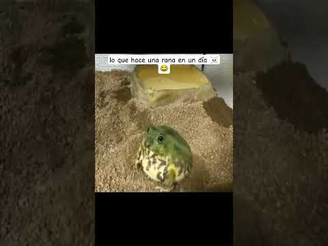 ๐ธ๐ธ #humor #memes #funny