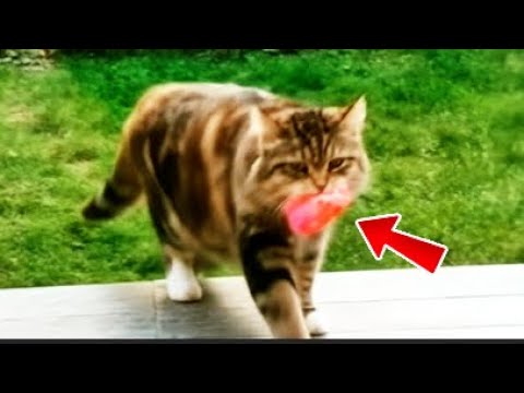 A Cat Kept Leaving Flowers On Her Porch — The Reason Will Melt Your Heart! #truestory